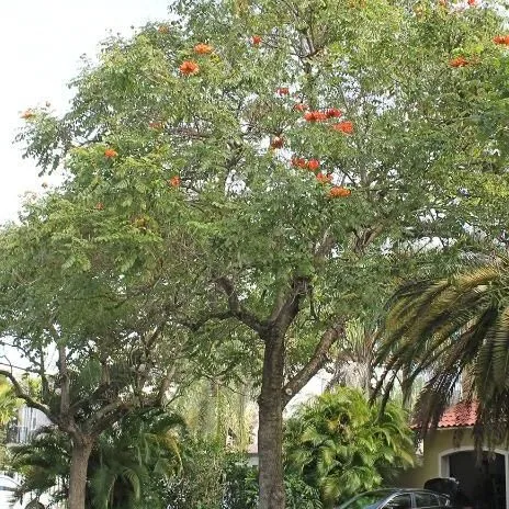 thumbnail for publication: Spathodea campanulata: African Tuliptree